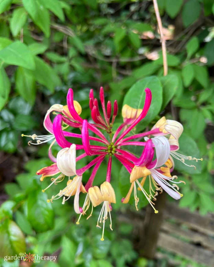 blooming honeysuckle flowers