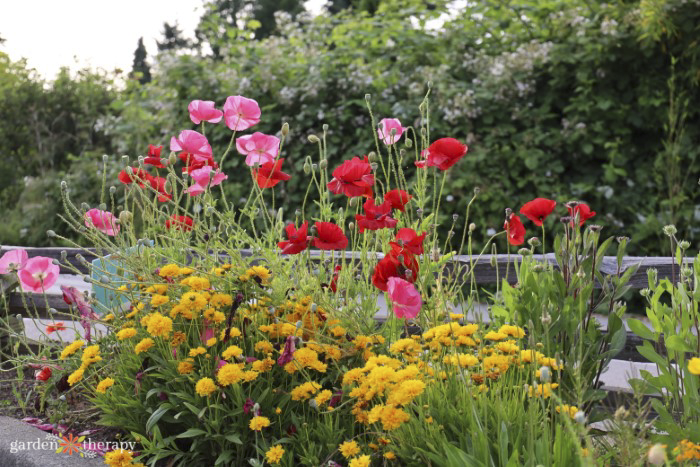 idées de jardin de papillons