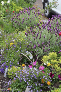 Build a Butterfly Pathway Garden With These Butterfly-Friendly Plants