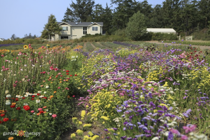 plantes de jardin papillon