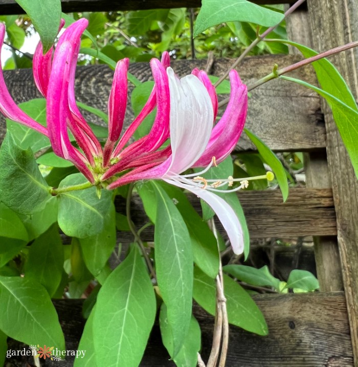 fleur de chèvrefeuille