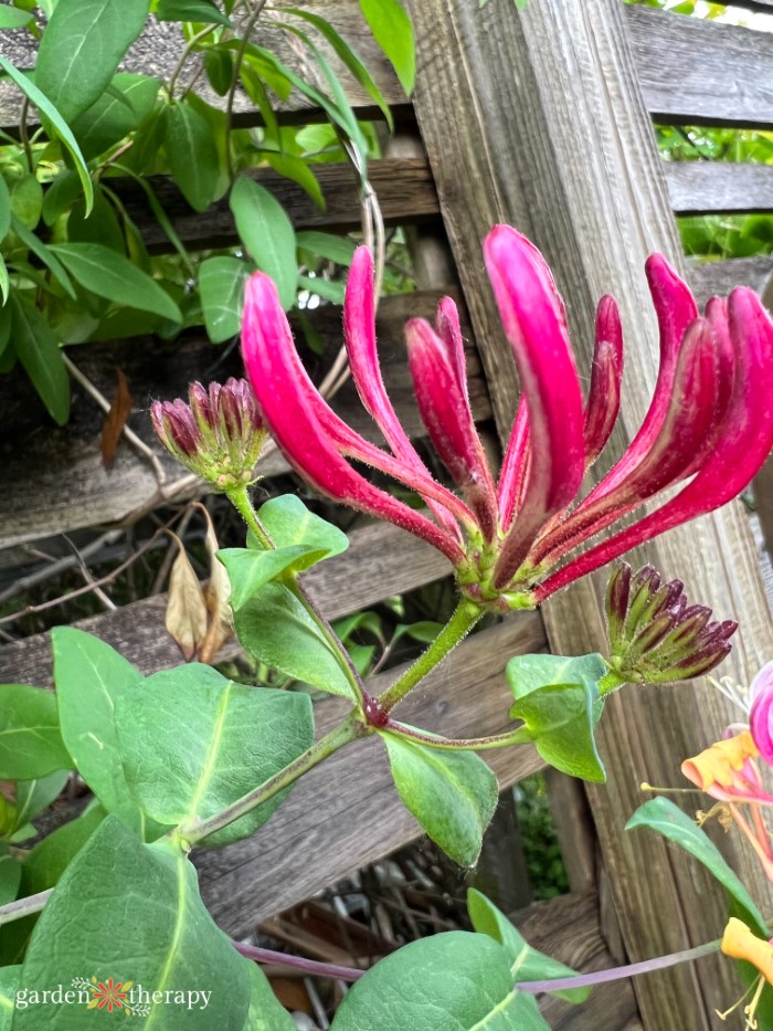 red honey suckle flowers waiting to bloom