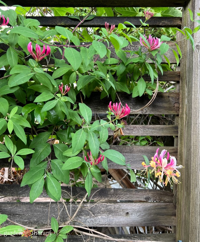 honeysuckle vine on fence