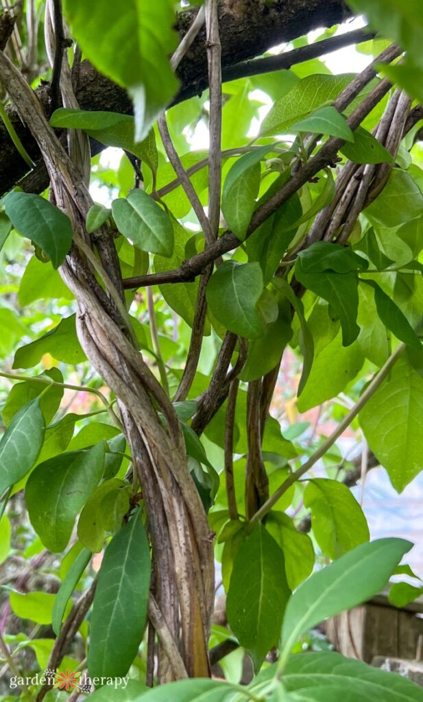 honeysuckle vines