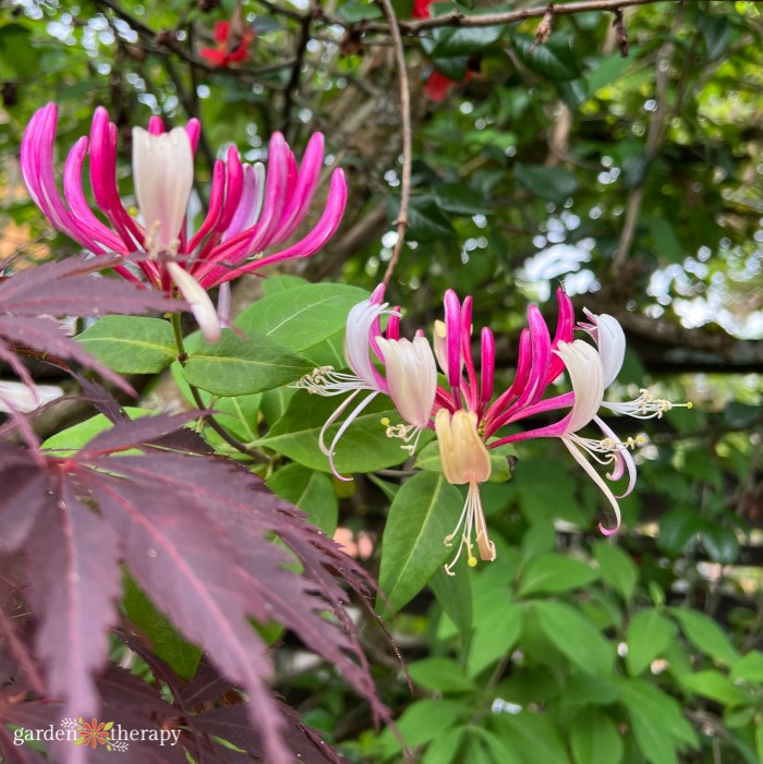 pink honeysuckle in bloom