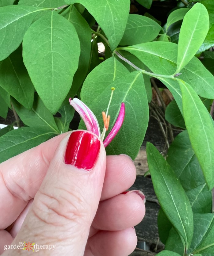 pinching honeysuckle flowers to eat