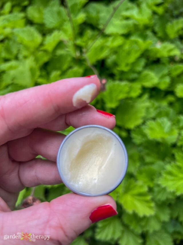 Herbal Tattoo Balm Recipe Speed Up Healing and Relieve Itching