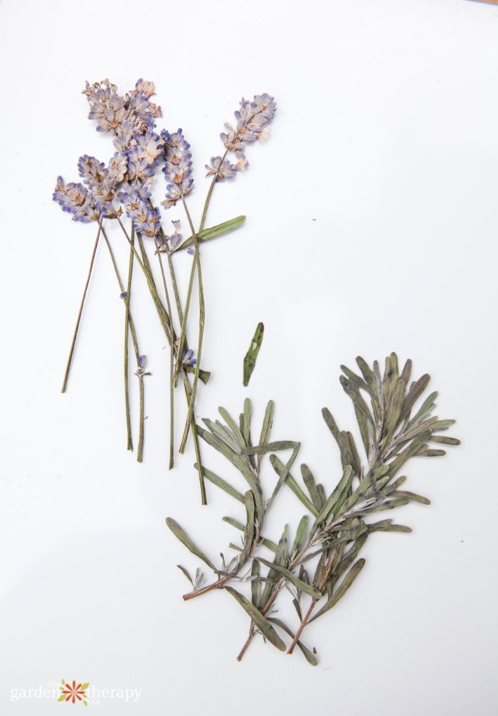 pressed lavender and rosemary