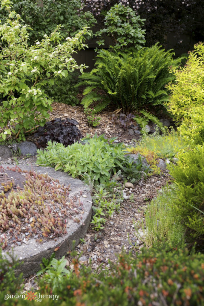 plantas de jardín de lluvia