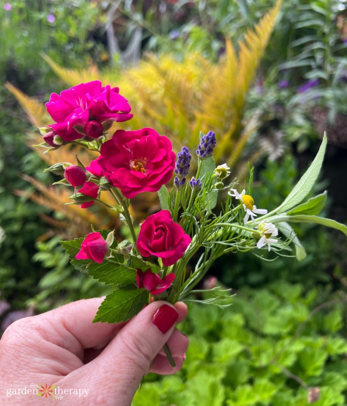 racimos de membrillo, manzanilla, salvia y lavanda en flor