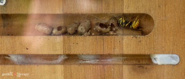 wasp in bee house