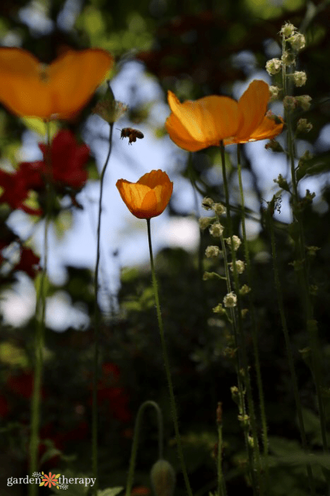 California poppy