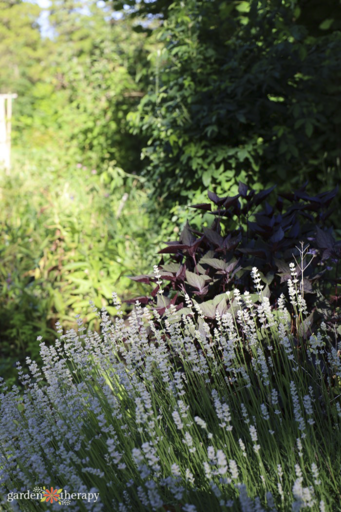 layered gardening for growing food