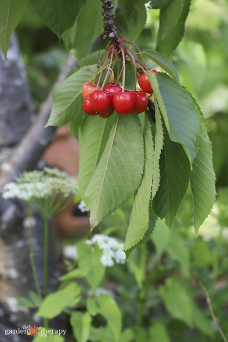 food forest cherry tree
