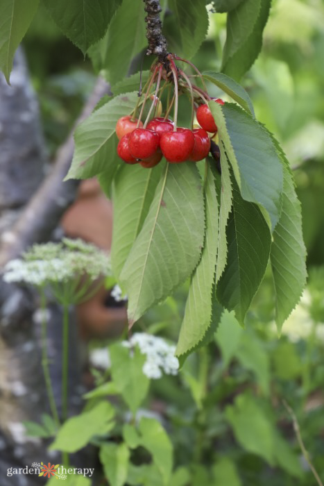 comer cerezo silvestre