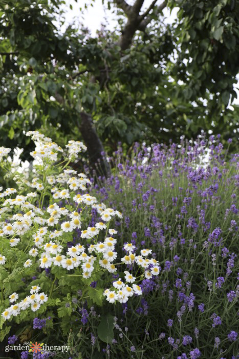 feverfew and lavender