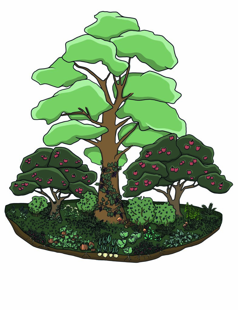 food forest illustration