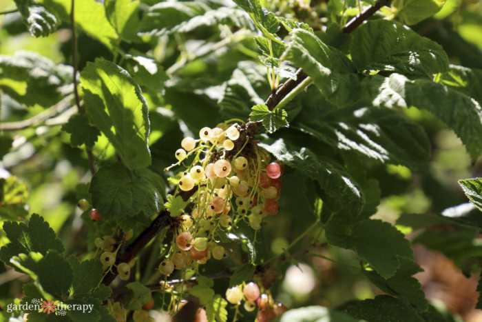 buisson de la forêt alimentaire