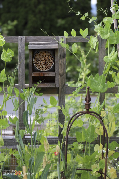 food forest vining plants