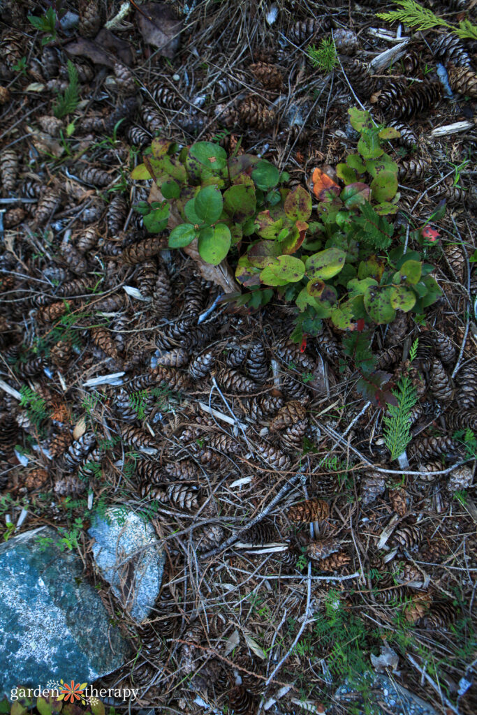 pine needles and pine cones on forest floor as natural mulch