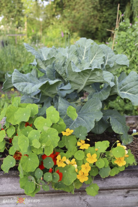 regeneračné zeleninové záhradníctvo