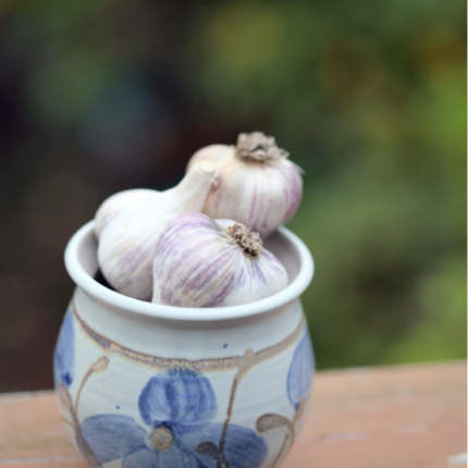 how to plant garlic in the fall garden