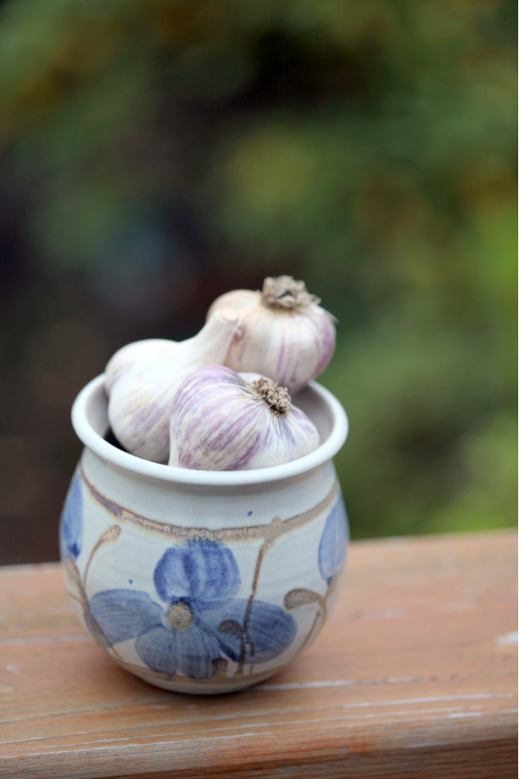 how to plant garlic in the fall garden