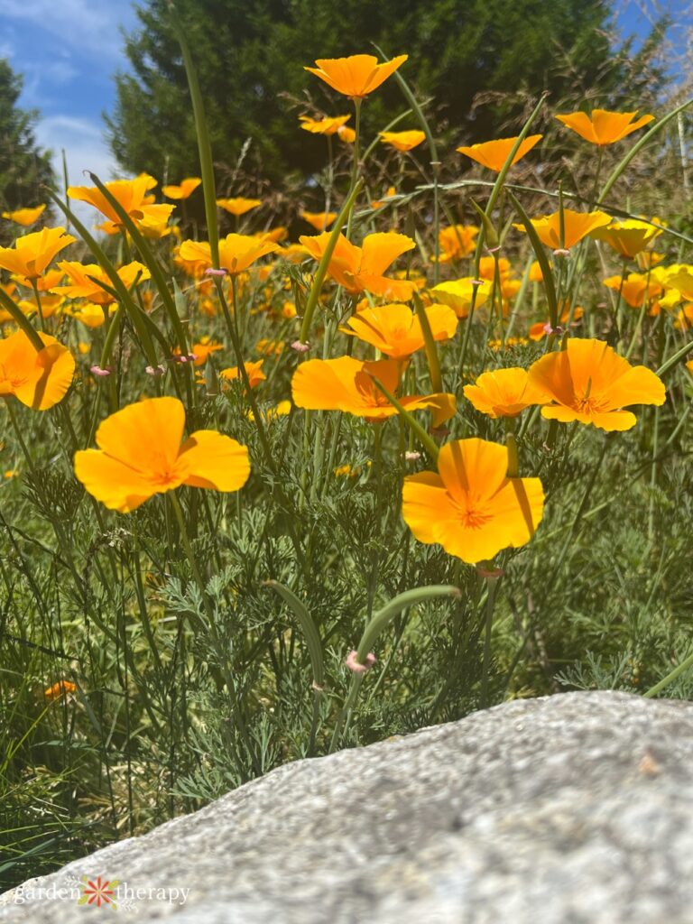 field of California poppies