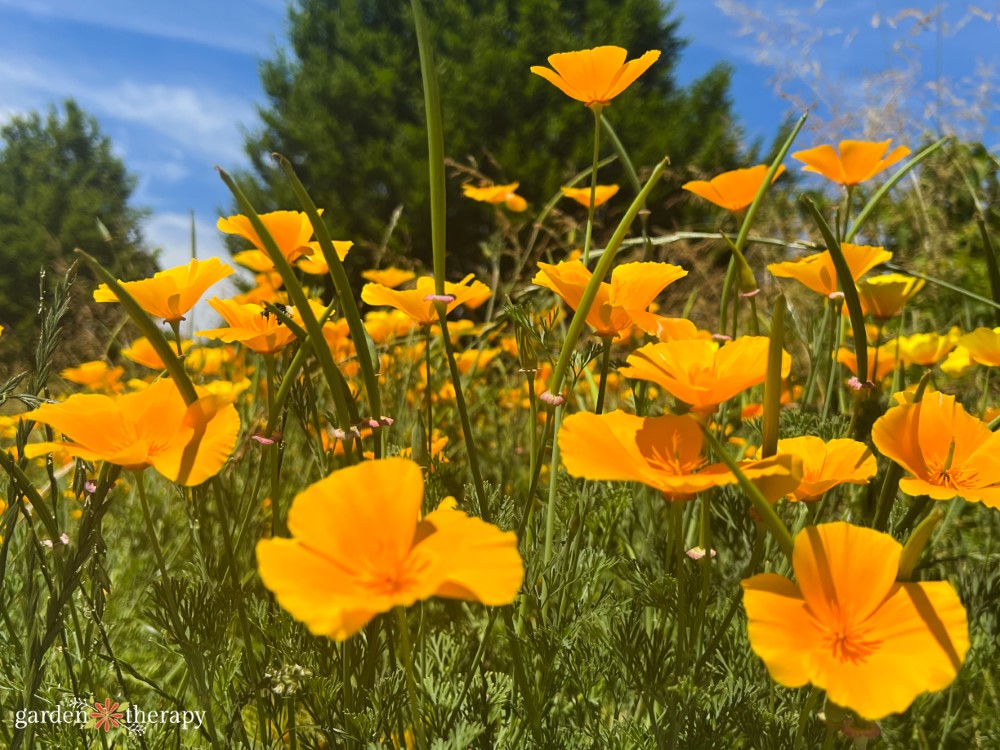 field of California poppies