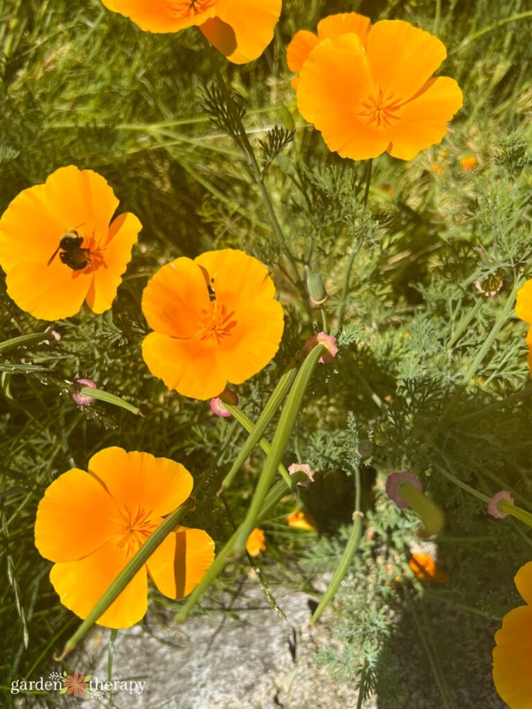 bee on California poppy