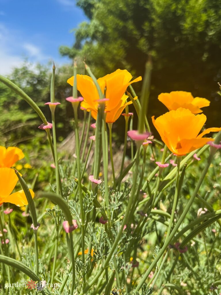 California poppies in meadow