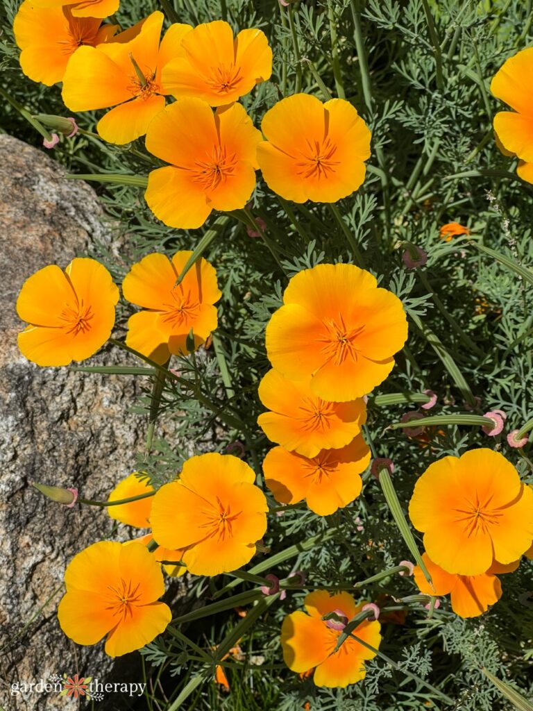 California poppy - annuals from seed