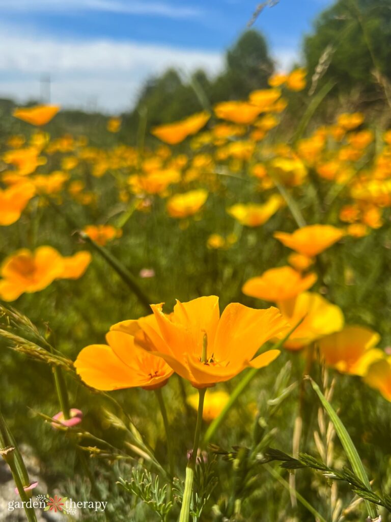 field of California poppies