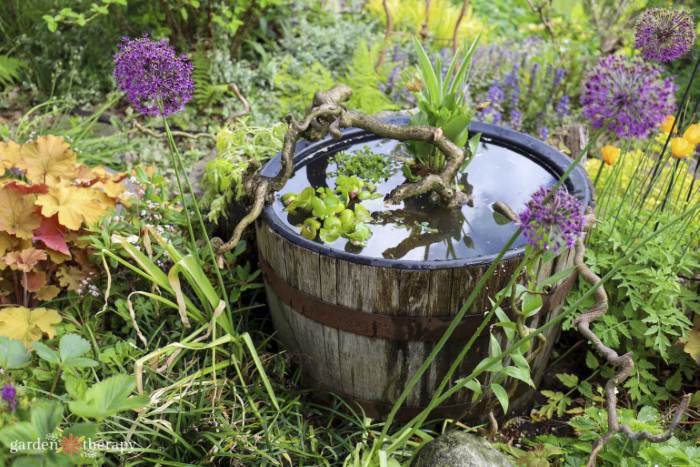 wildlife pond from the regenerative garden