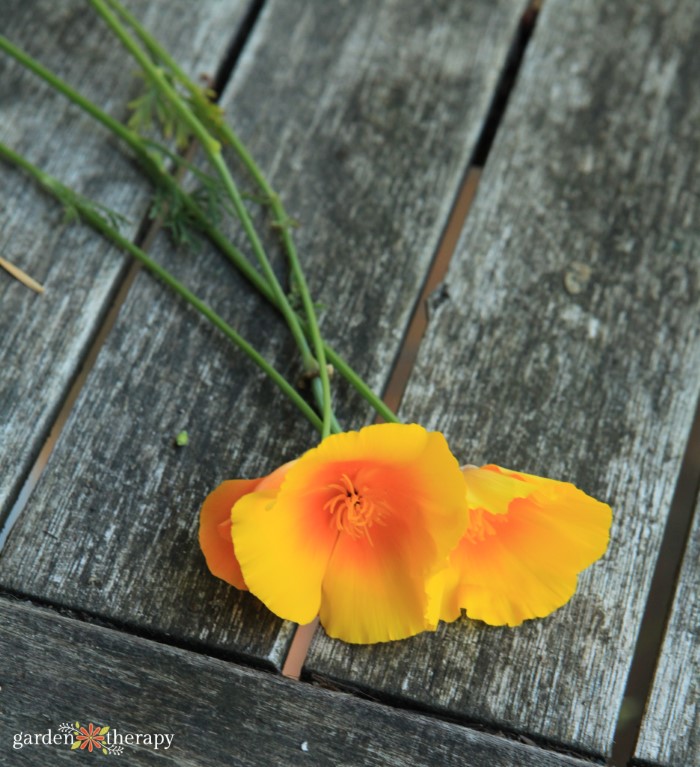 picked orange California poppy flowers on a wooden surface
