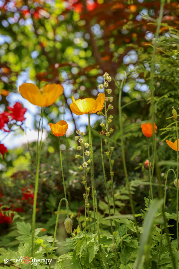 poppies: Blue Water Health