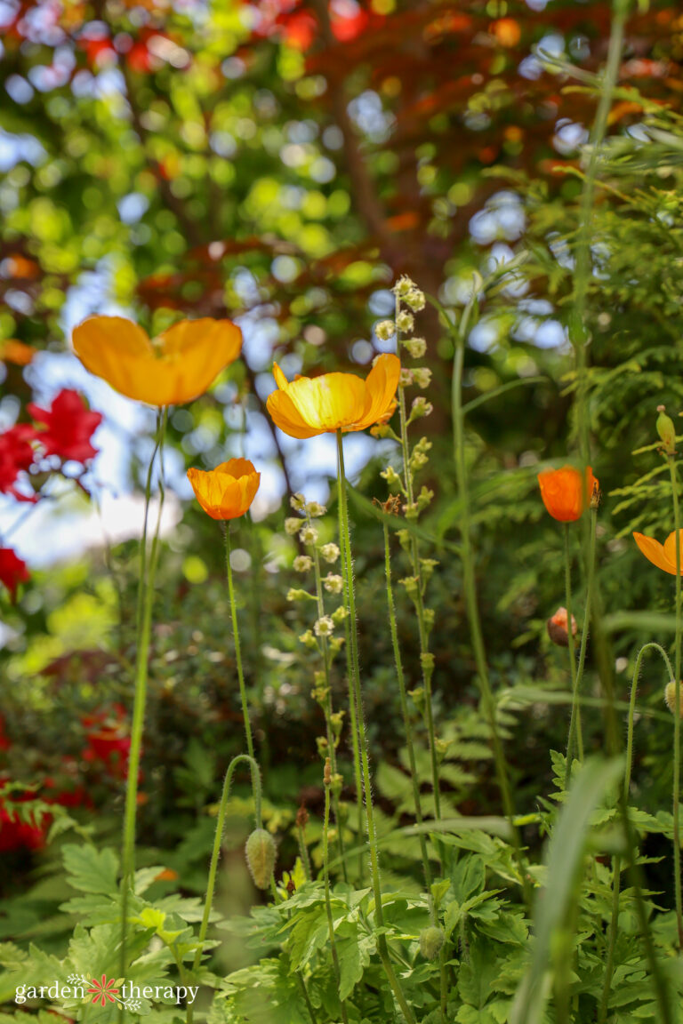 When to Plant Poppy Seeds Spring or Fall? Garden Therapy