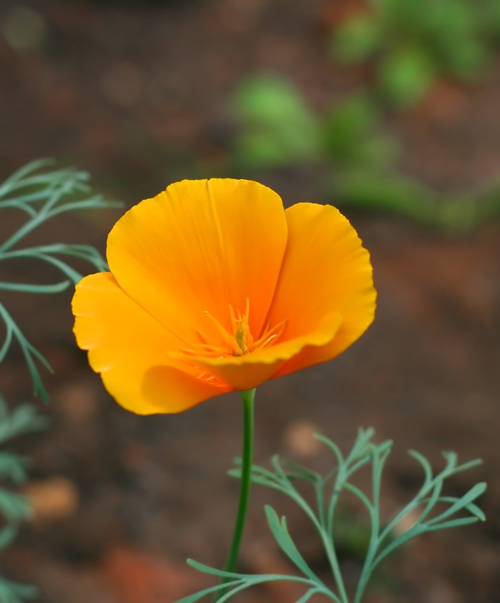 California poppy flower