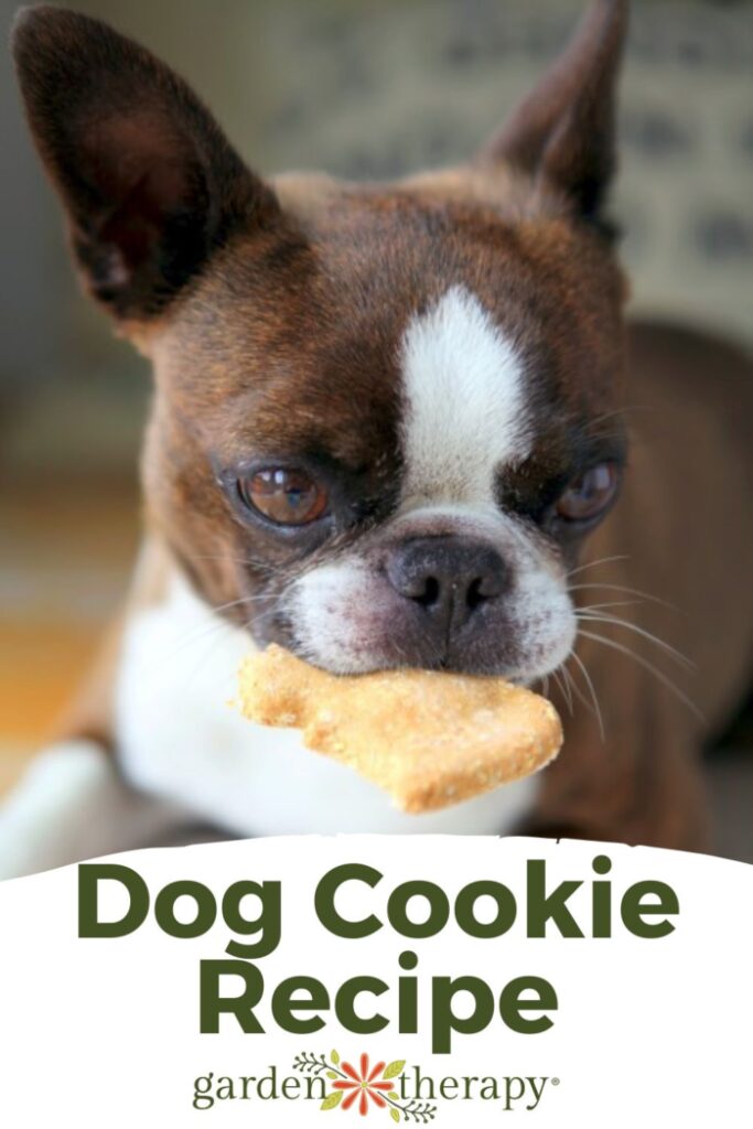 Dog holding a squirrel-shaped homemade dog cookie in it's mouth
