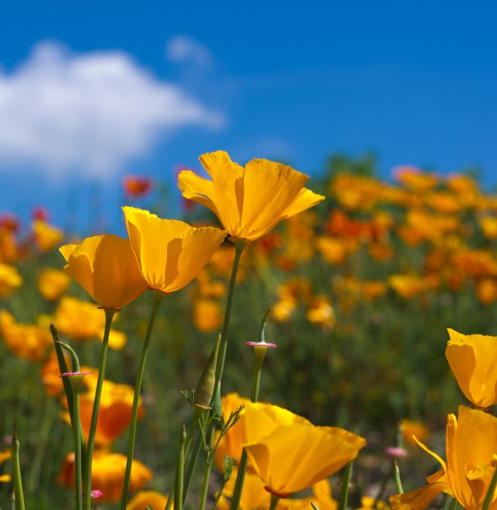 california poppy field with a blue sky background