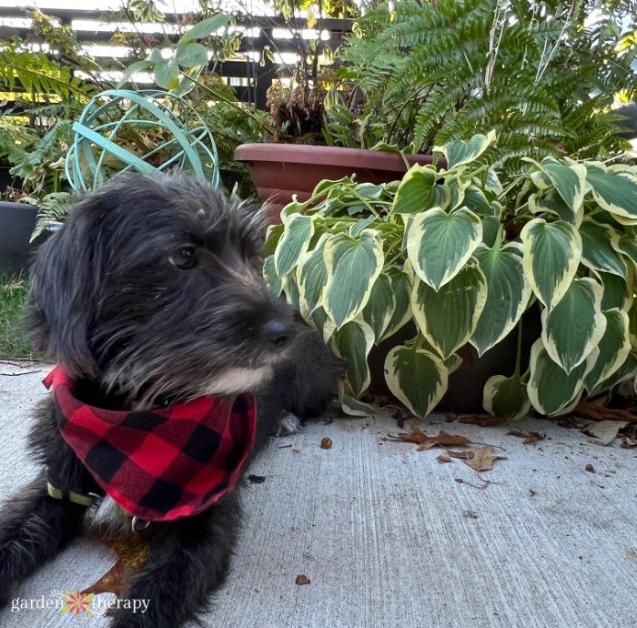 Ozzie the dog and potted hosta