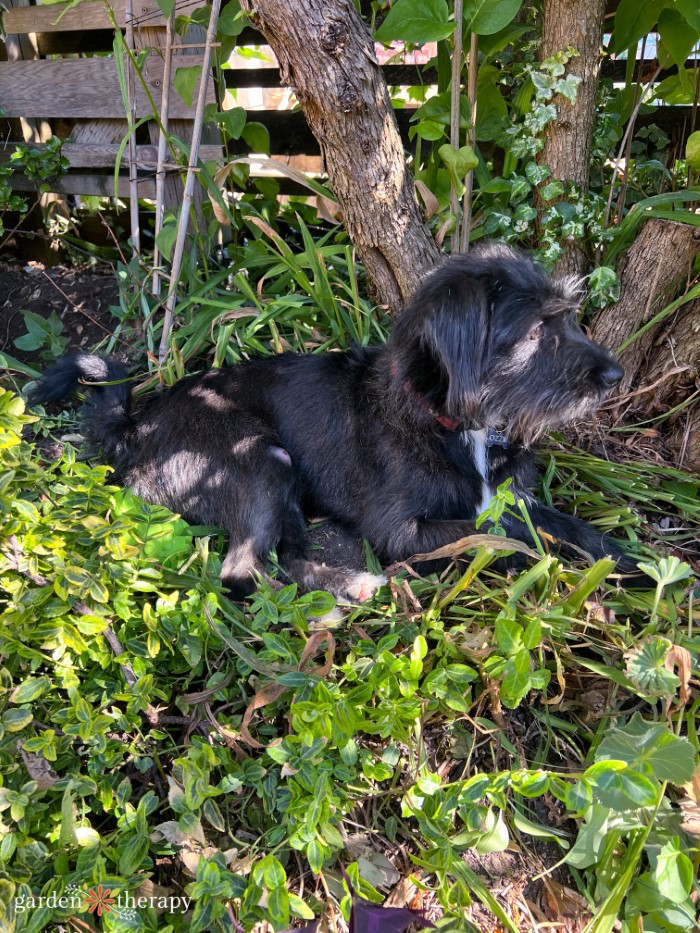 Ozzie the dog in garden bed