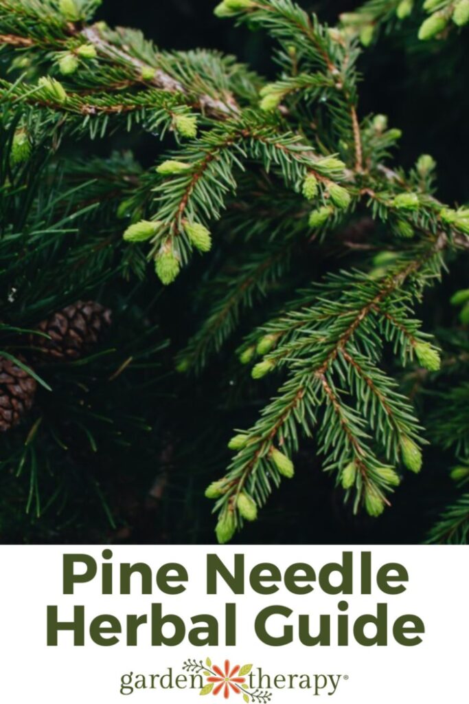 Close up image of a pine tree