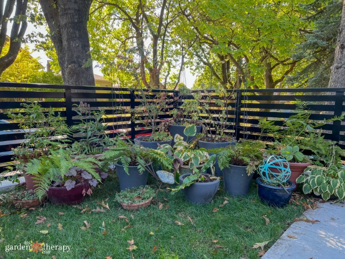 Potted plants along fence