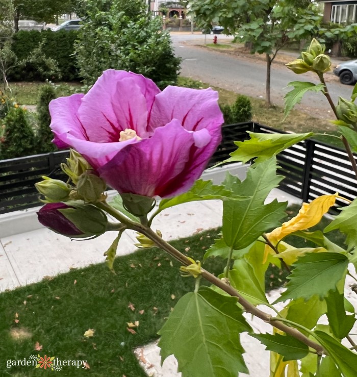 rose of sharon hibiscus