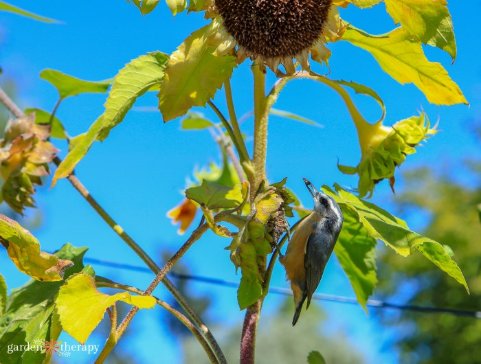 bird on sunflower