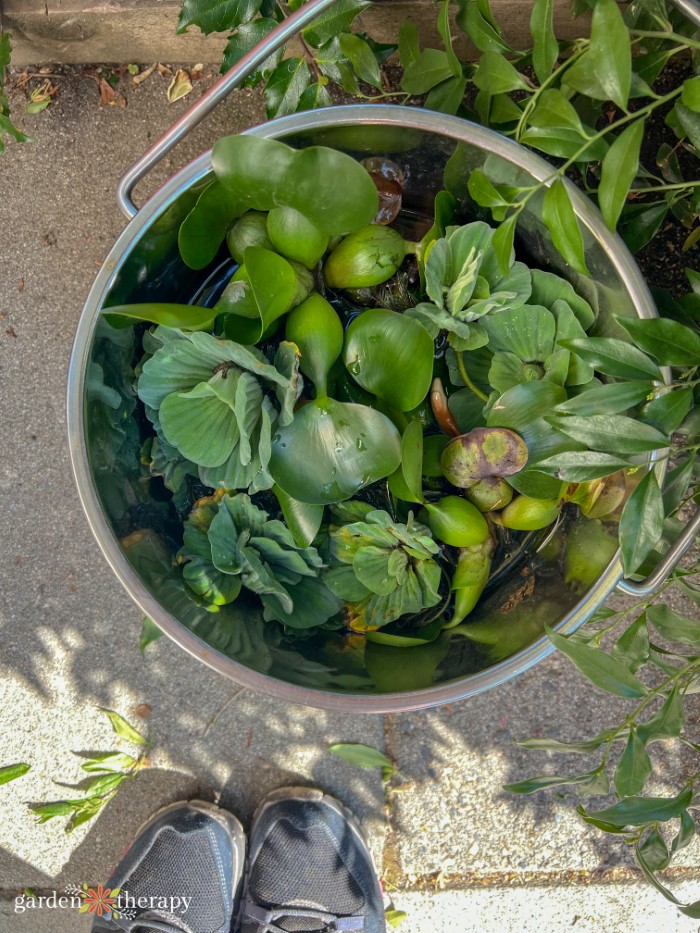 plants from my water feature in a pot