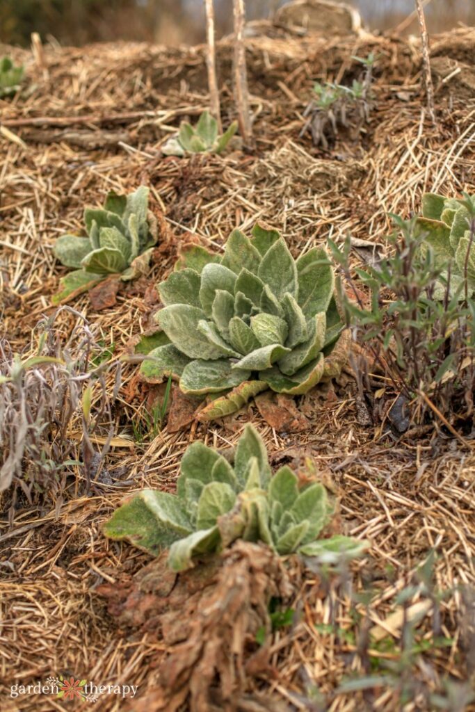 leaving behind fallen debris as natural mulch