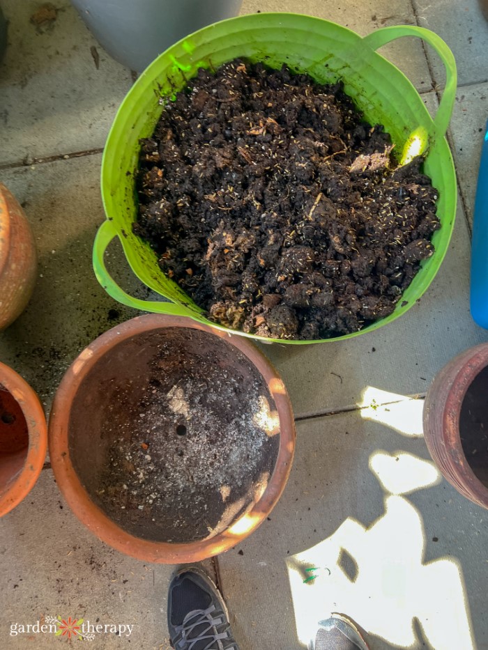 finished compost in buckets harvested