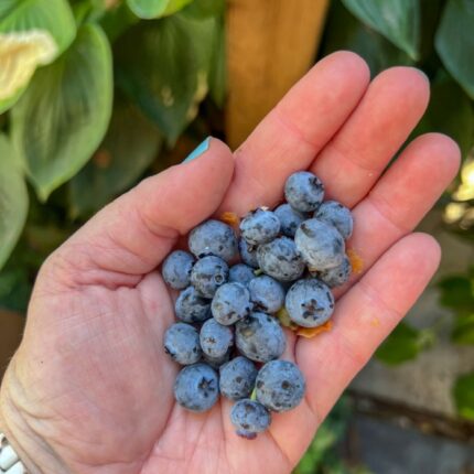 hand holding harvested blueberries